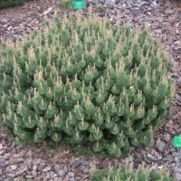 Pušis kalninė (Pinus mugo) 'Humpy'